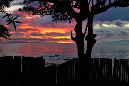 a tree in front of the ocean with a sunset at OCEAN-SI Mansion in Kribi