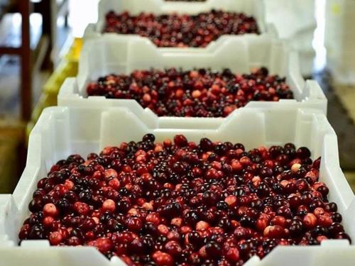 a row of containers filled with black and red berries at Tentrr - Cranberry Overlook at Black Moon Farms in Langlois