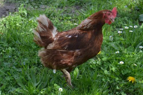 a brown chicken walking through a field of grass at Scheibenhof in Bad Gastein