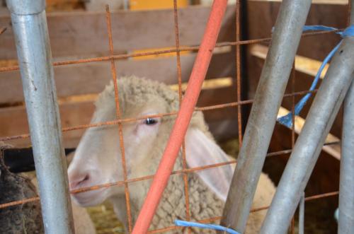 a sheep in a cage behind a fence at Scheibenhof in Bad Gastein