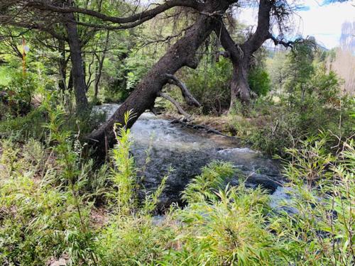 a stream of water in a forest with trees at Kingfisher de los Andes in Villa Meliquina