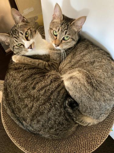 宿泊客と一緒に旅籠屋ゆいまーる - 猫と触れ合える宿に滞在中のペット