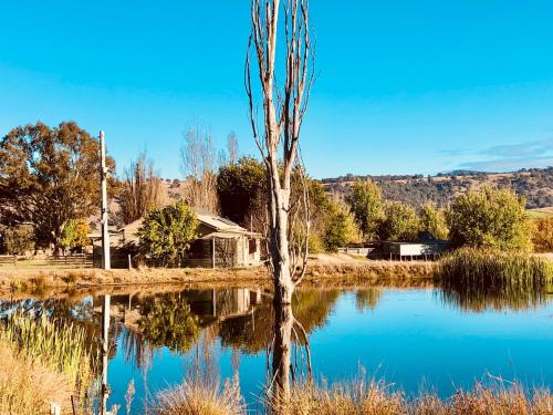 Un albero in mezzo a un lago di Hillview Cottage a Mansfied