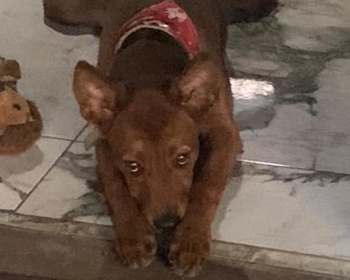 a brown dog with a red bandanna on its head at Casa Mambo in Cahuita