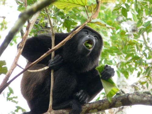a gorilla sitting in a tree with its mouth open at Casa Mambo in Cahuita
