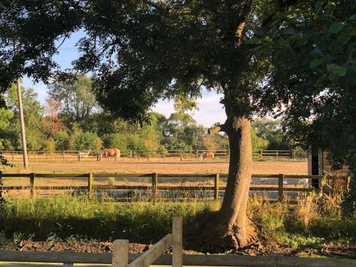 a tree in a field with horses in the background at The Grooms Den @ Grove Farm in Fenny Compton