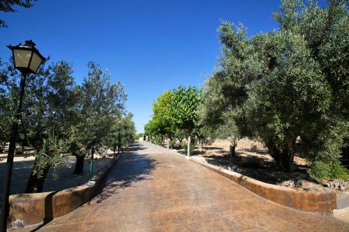 a road lined with trees and a street light at Senia Tomaset I in Onil