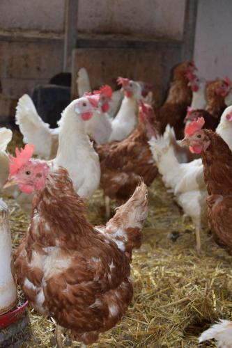 a group of chickens standing in hay in a barn at Sieglhof in Breitenbach am Inn