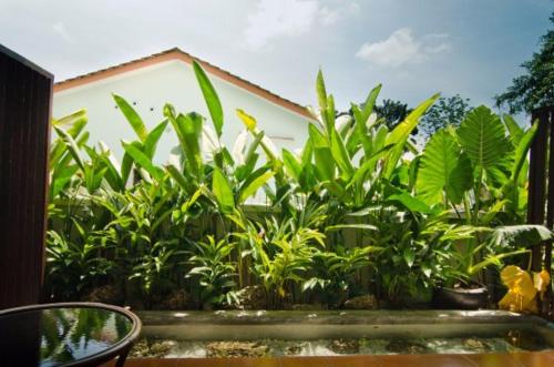 a garden of green plants in front of a building at MyDream Guest House in Ipoh