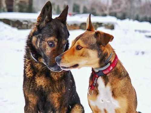 two dogs standing next to each other in the snow at Szent Orbán Erdei Wellness Hotel és Residence in Kóspallag