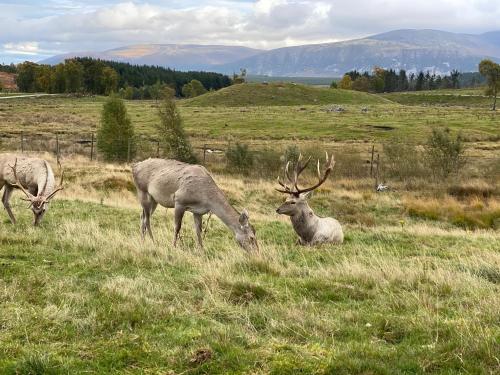 a couple of deer grazing in a field at Ardenbeg in Grantown on Spey