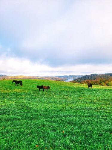 a group of horses walking in a field of grass at Jaśkowe Wzgórze domki na wynajem, balia, Szymbark DOMEK NR 1 in Szymbark