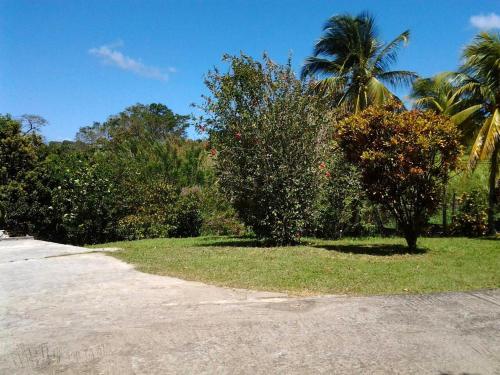 a dirt road with a palm tree and grass at Appartement moderne au cœur de Le Robert, 45m², balcon privé in Le Robert