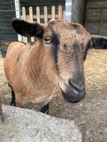 a brown goat standing next to a rock at L'Escapade in Domvast