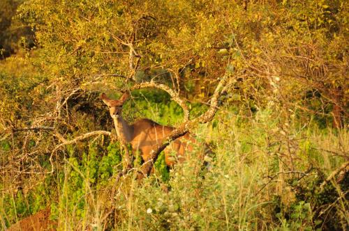 a deer standing in the middle of a field at Kruger Ranch in Magaliesburg