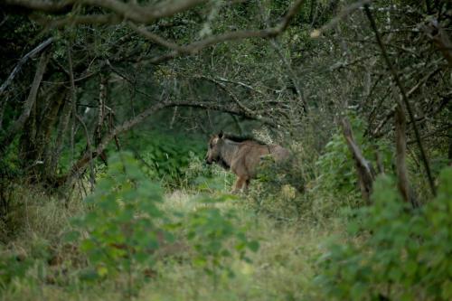 a horse walking through a forest of trees at Kruger Ranch in Magaliesburg