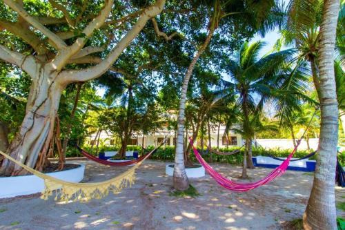 2 hamacas colgadas de palmeras en una playa en Hotel Cocoliso Island Resort, en Isla Grande