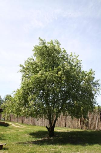 a tree in a field next to a wooden fence at Dom imprezowy z noclegami Dziecinów in Dziecinów