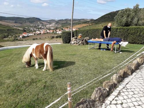 a horse grazing in the grass with a man sitting on a bench at Casinha da Lareira - Quintinha dos Cavalos- Arruda dos Vinhos in Arruda dos Vinhos