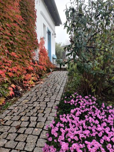 a cobblestone path in front of a house with pink flowers at Dům na návsi in Teplice