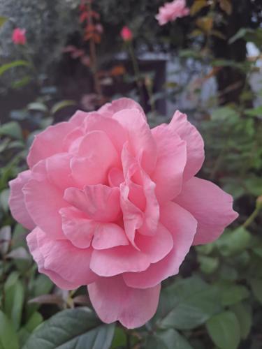 a pink rose in a garden at Kronos Hotel in Platamonas