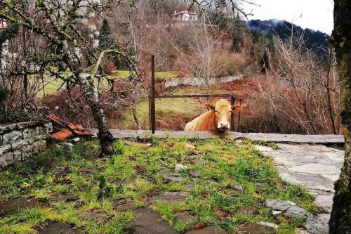 a brown cow sitting in a field next to a fence at Sweet Home in Neraïdochóri