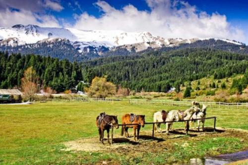 a group of horses standing in a field with mountains at Sweet Home in Neraïdochóri