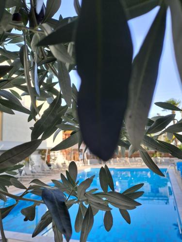 a plant with green leaves next to a swimming pool at Kronos Hotel in Platamonas