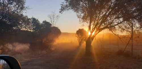 a person standing under a tree on a dirt road at Kruger Ranch in Magaliesburg