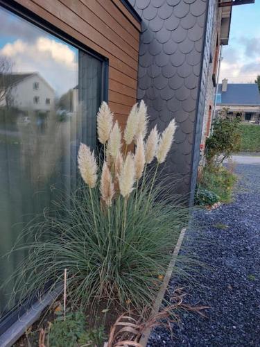 a plant in front of a building next to a window at Le Reposoir Maison spacieuse avec feu au bois in Bertogne
