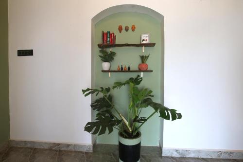 a hallway with a plant in a vase at Craft Hostels in Anjuna