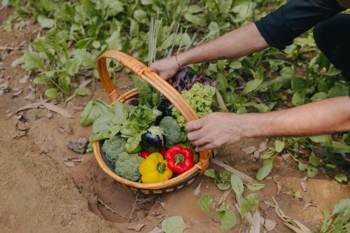 a person holding a basket of vegetables on the ground at Karma Chalets in Gurgaon