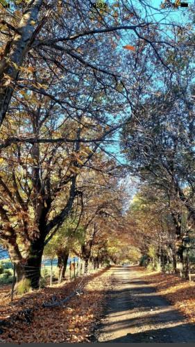 a tree lined road with leaves on the ground at Cabaña En Lago colbun, sector Pasó Nevado in Talca