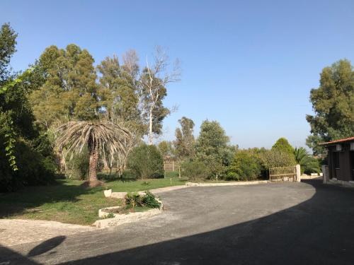 a driveway with a tree and a house at American Motel in Cisterna di Latina