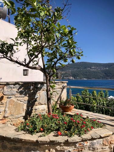 a tree in a flower bed next to a building at Afroessa Studios & Apartments in Samos
