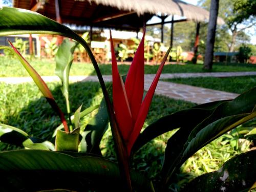Ein Garten an der Unterkunft Abenteuer für die ganze Familie - Großzügiges Haus im ZenGarden Paraguay