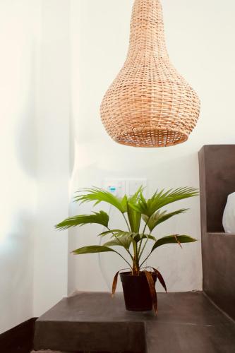 a potted plant sitting on a table in a room at The Jini House in Ahangama