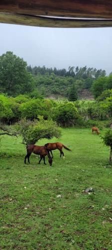 two horses grazing in a field of grass at Bela Vista Casa Serrana, Golpe de Agua in Los Reartes