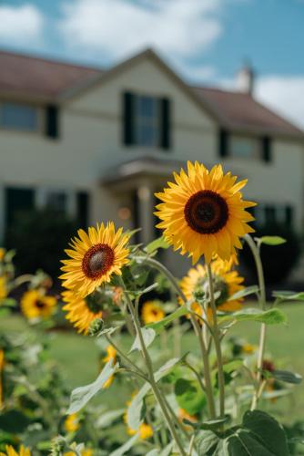 Gallery image of Skaneateles Suites in Skaneateles