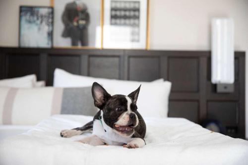 a black and white dog laying on a bed at The Clift Royal Sonesta San Francisco in San Francisco