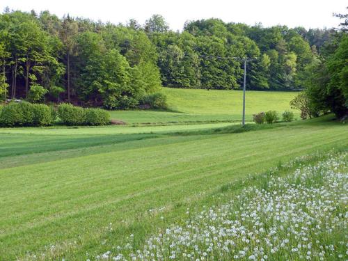 a field of green grass with white flowers at Landurlaub Wittmann in Pegnitz