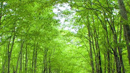 a forest filled with lots of lush green trees at Kyukamura Nyuto-Onsenkyo in Senboku