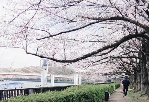 a person walking down a sidewalk with pink cherry trees at Ustay Kitakoiwa in Tokyo
