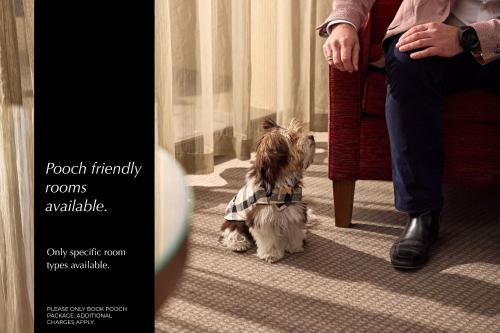a dog wearing a scarf sitting next to a person at View Sydney in Sydney