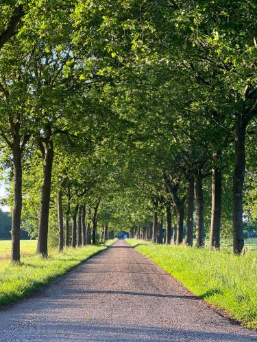 a tree lined road with a row of trees at BnB Alde Hiemen Friesland in Terwispel