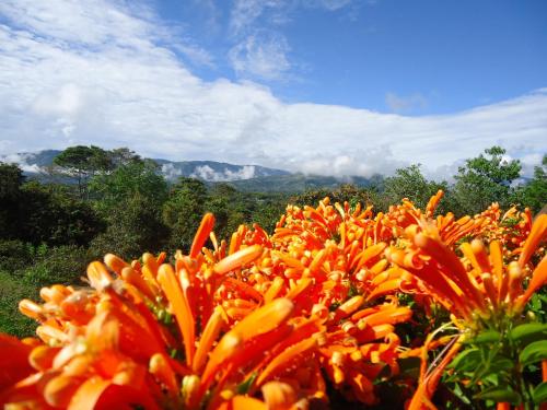 a group of orange flowers with mountains in the background at Hostal Pachamama in San Agustín
