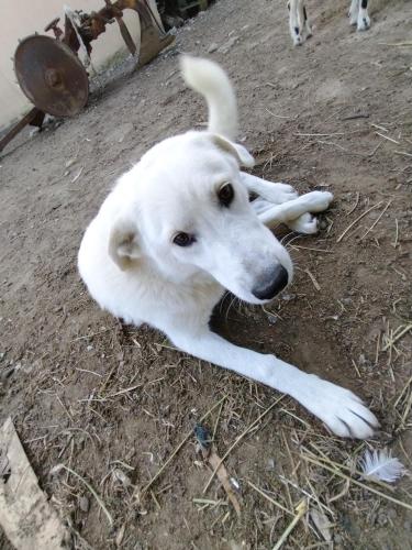 a white dog laying on the ground with a bone in its mouth at Cottoni Natural Space in Valtopina