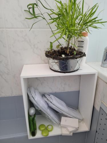 a potted plant on a white shelf in a bathroom at Escale 86 in Sainte-Marie