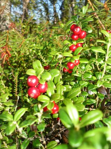 a bunch of red berries on a tree at Lemmenjoen Lumo - Nature Experience & Accommodation in Lemmenjoki