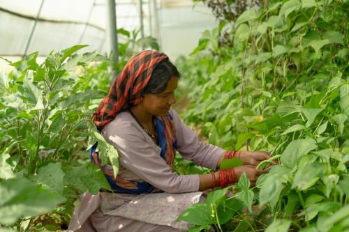 a woman in a greenhouse looking at plants at Himkosi Farm by the River in Almora